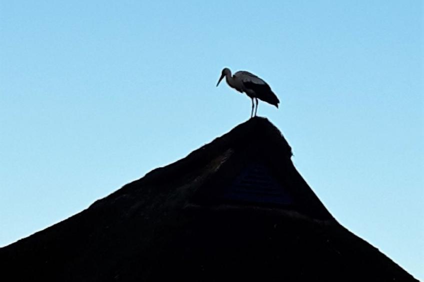 Haus-Zauberblau - foto 33