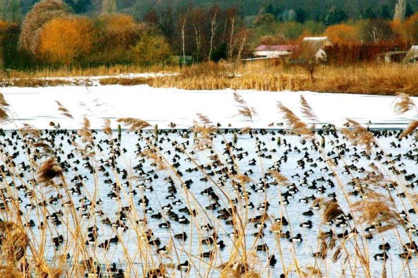 mit Sauna und Schwimmbadnutzung - foto 19