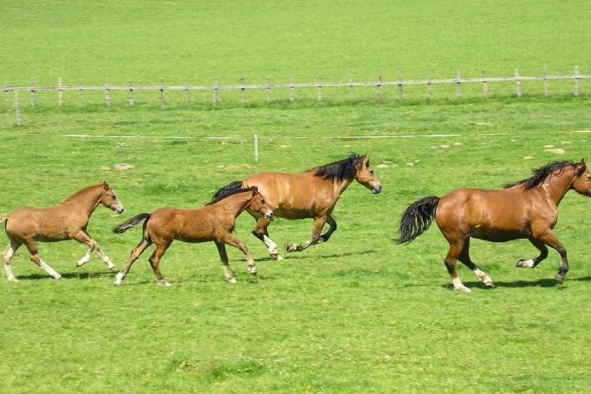 Chalet Désir, Lajoux - foto 21