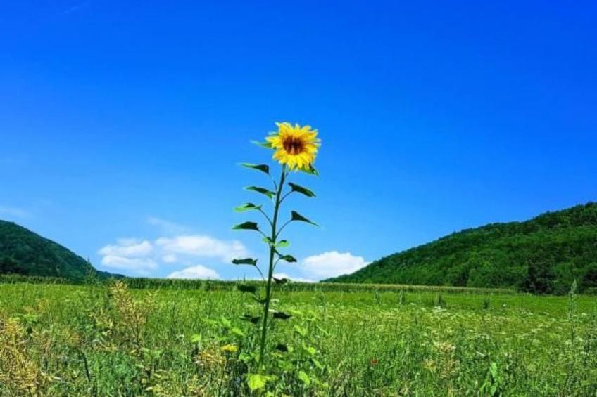 Ferienwohng. Susanne - foto 15