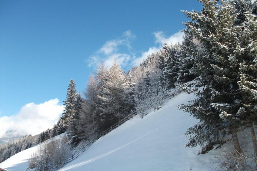 in ruhiger Lage am Waldrand - foto 15