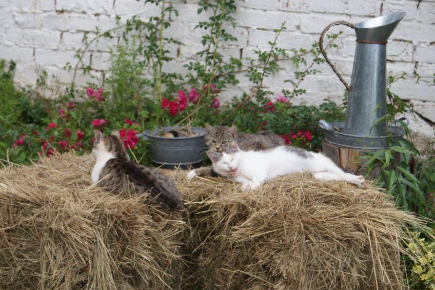 Ruhe am Meer - Ferienhäuser in den Gärten von Magra - foto 43