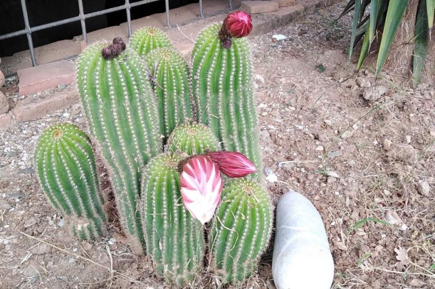 in Cilento, Caprioli,  mit Grill und Garten - foto 34