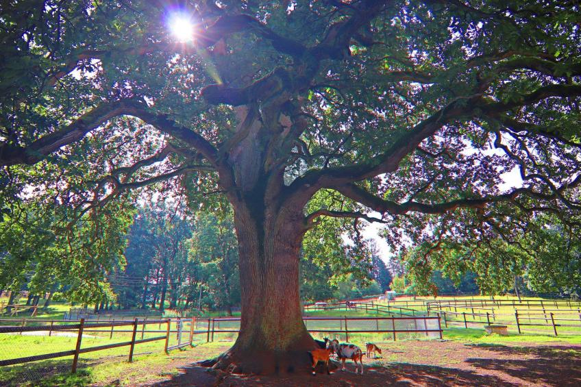 Haus Oliver 200 qm / 1-4 Personen - foto 24