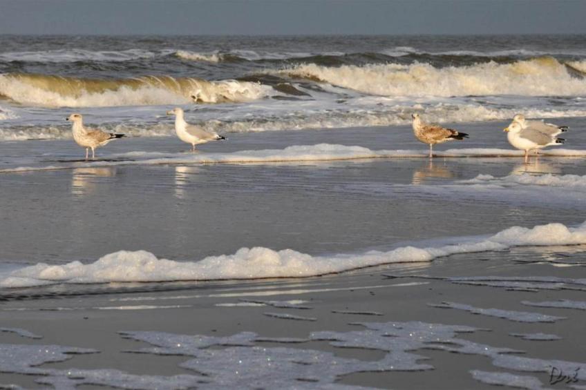 Helmgras II - foto 34