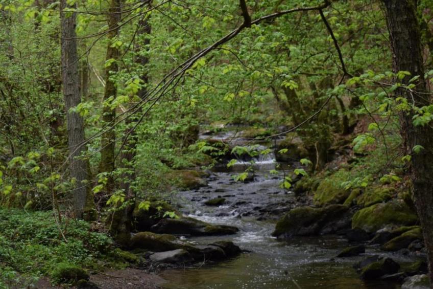 Schwalbennest - foto 32