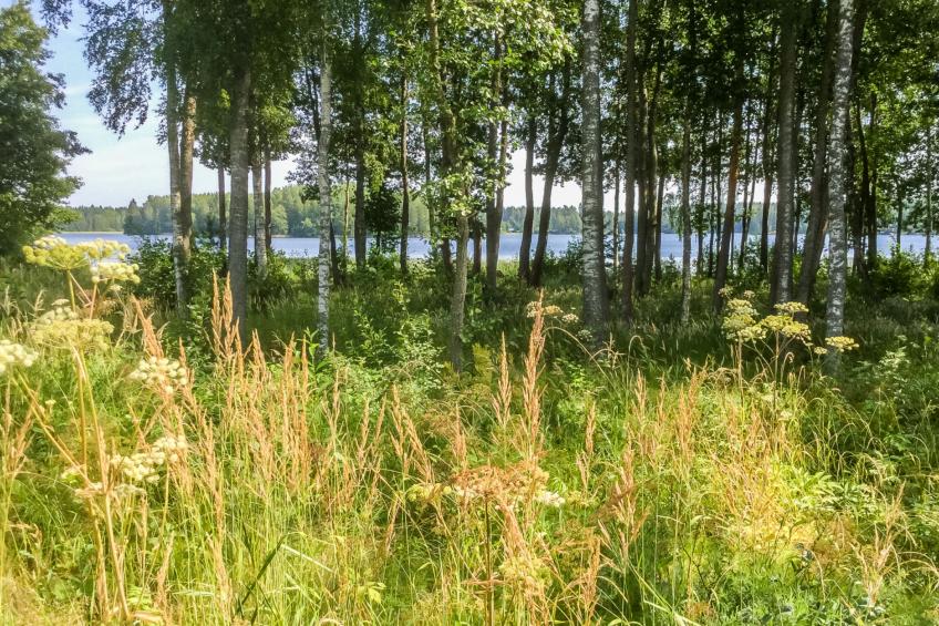 Annelinniemi - foto 20