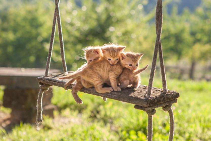 Appartamento Noce - foto 8