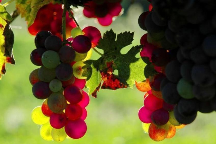 Apartment Rosa Canina (Wilde Rose) - foto 34