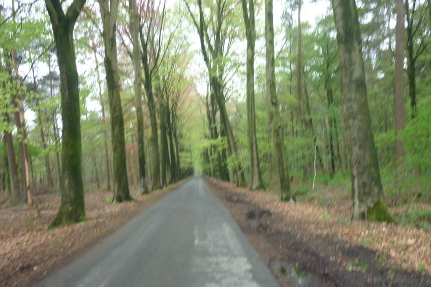 De Snoeibijl - foto 39
