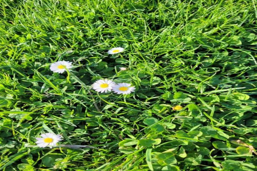 Les Plantiers - foto 40