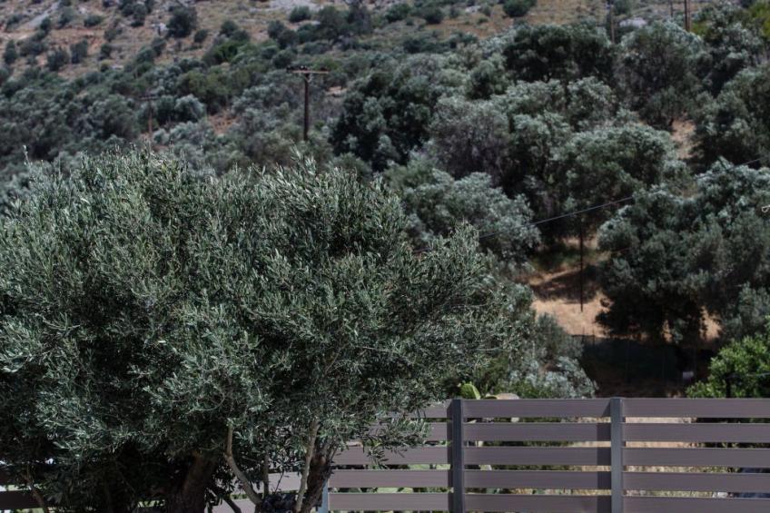 Berghütte "Kedros Villa" mit Bergblick - foto 8