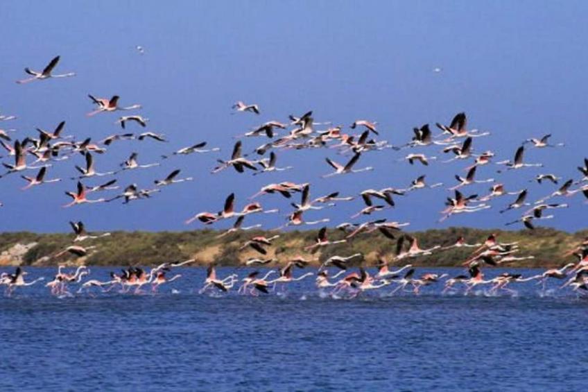 CAP CAMARGUE F N°123 - 3P7 - foto 39