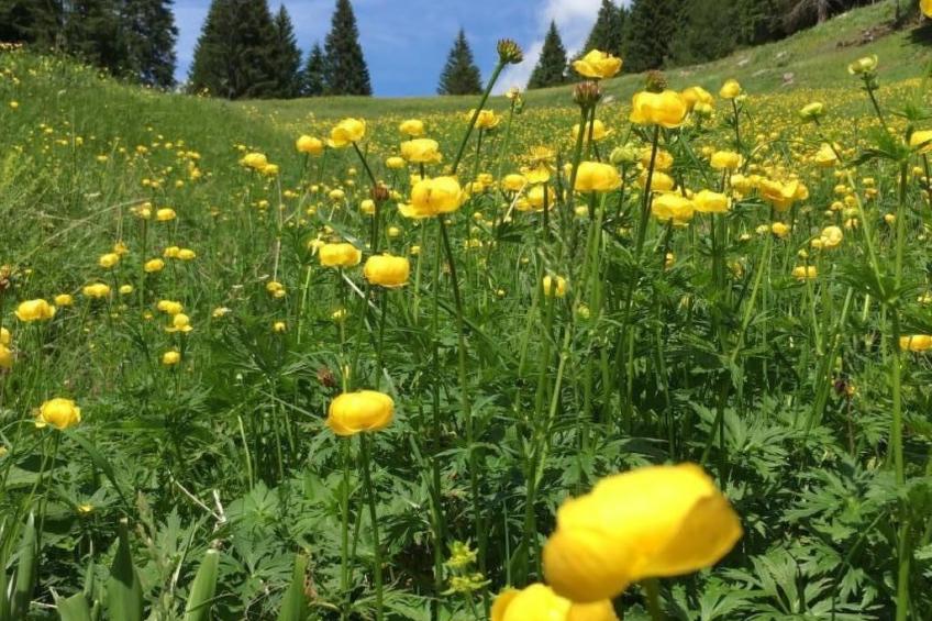 mit Sauna in Pieve Di Bono - foto 4