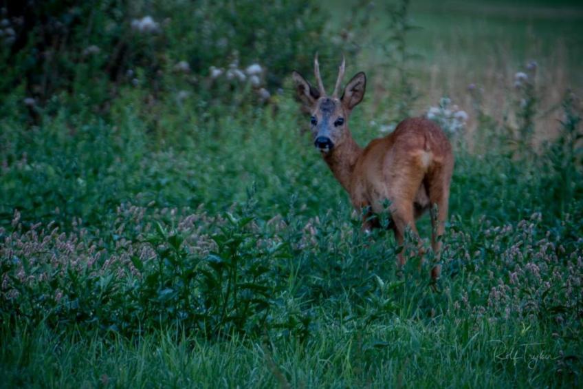 Vakantiecentrum 't Schuttenbelt 4 - foto 27