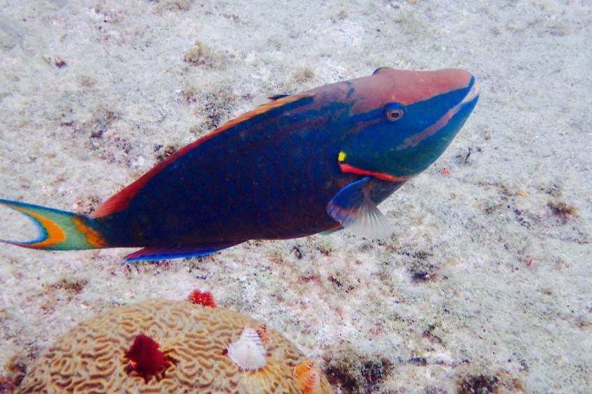 Wohnung in Cas Grandi mit Schönem gemeinsamem Pool - foto 42