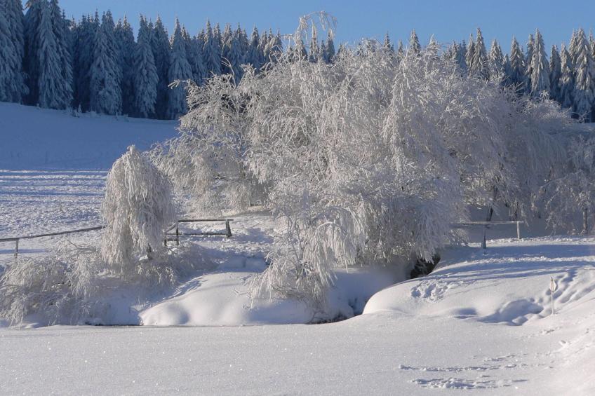 Wiesengrund - foto 22
