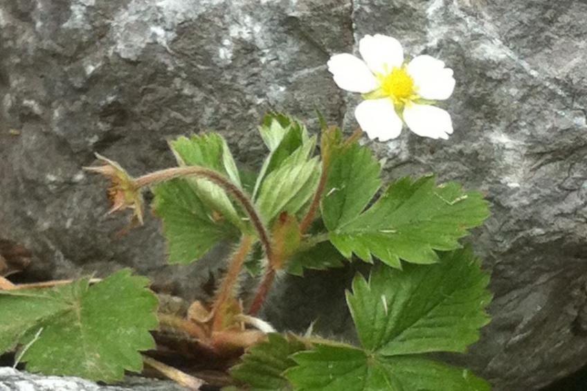 Alpenhof Sonne - foto 38