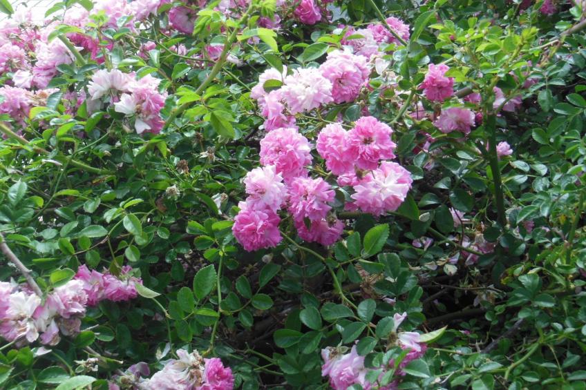 Traditionelles kanarisches Landhaus - foto 6