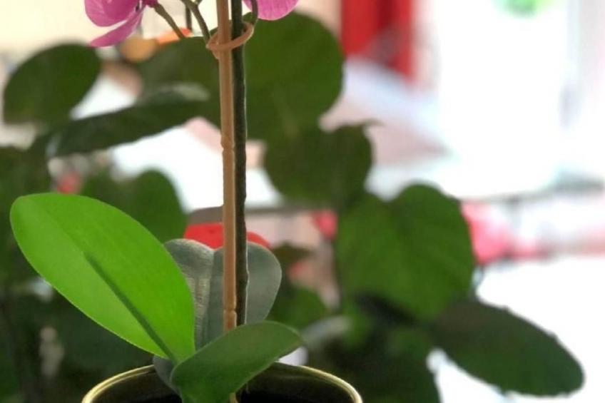 mit Bergblick - foto 26