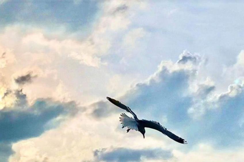 Altes Pastorenhus - foto 40