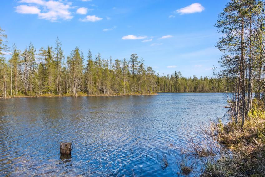 Kiehtäjän kuohu - foto 3
