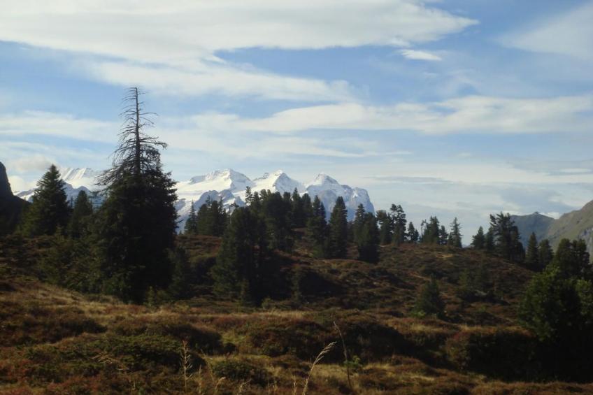 Alphütte Gental - Haslital - foto 31