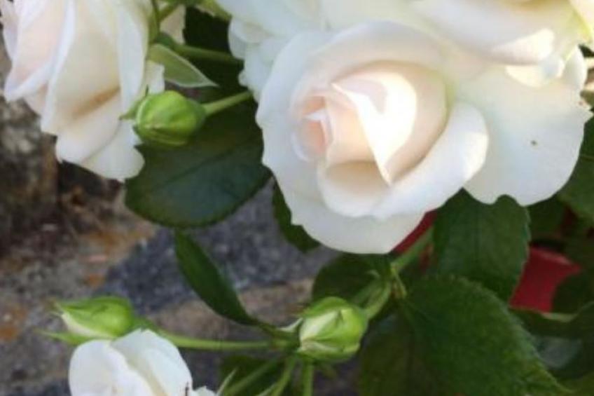 weg von der Zuvielisation - foto 19