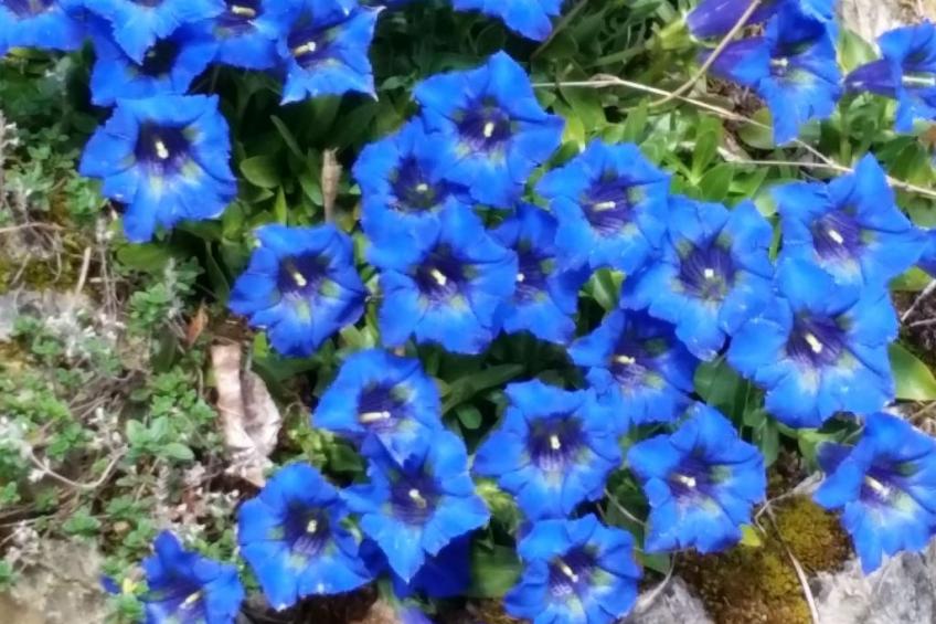 Palmgarten - foto 20