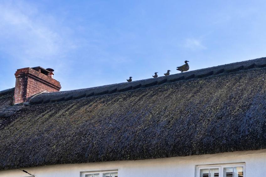 The Cottage at High Bickington - foto 25