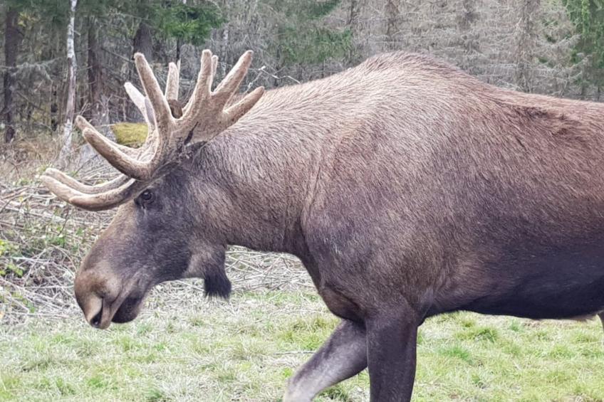 in Hagfors mit Großem Garten - foto 8
