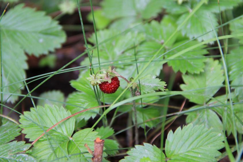 Häuser mit Seeblick Schweden - Rotes Haus - foto 51