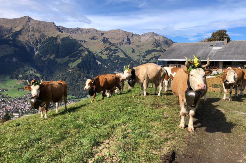 Hofuri, 1300m - foto 12