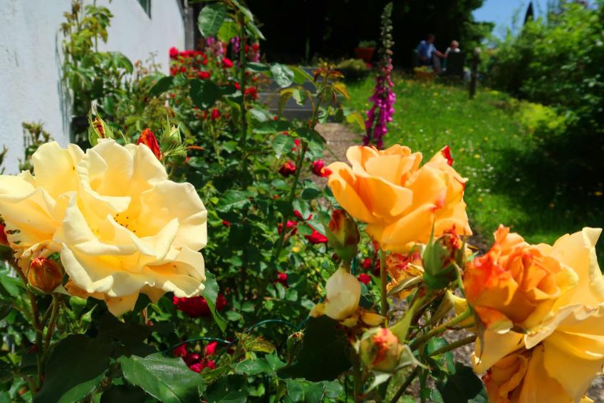 Blackforestbirdnest - foto 17