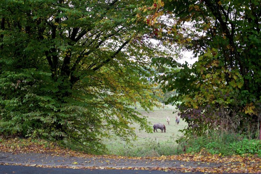 Ferienwohnung Winkel in der Vulkaneifel - foto 29