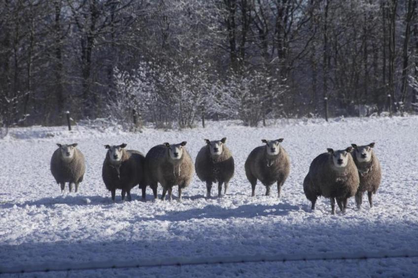 Residence De Eese 26 - foto 37