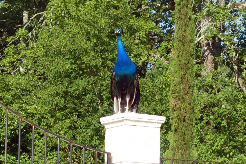 La Ferme des Paons - foto 4