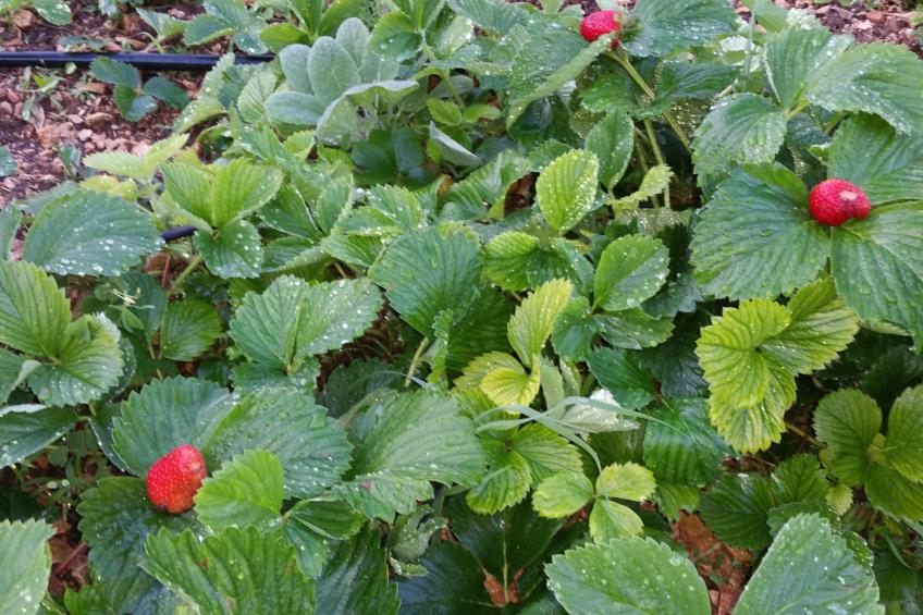 Ferienvilla "Plano" mit Blick auf das Wasser - foto 43