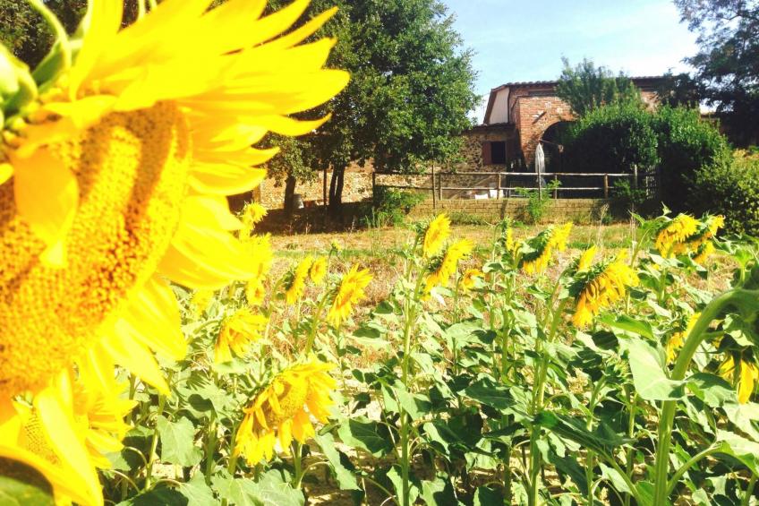 Toskana Poggio Cantarello - foto 20