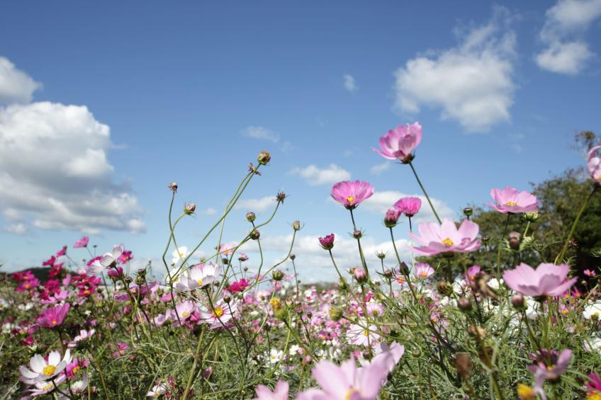 Comfort 4p Schlafzimmer - Basic - foto 6