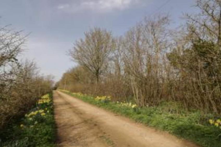 The Campion - foto 19