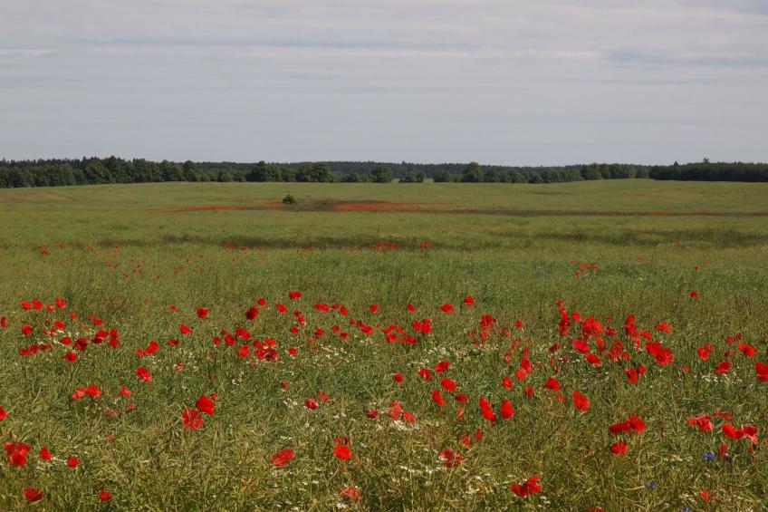 in idylischer Lage - foto 29