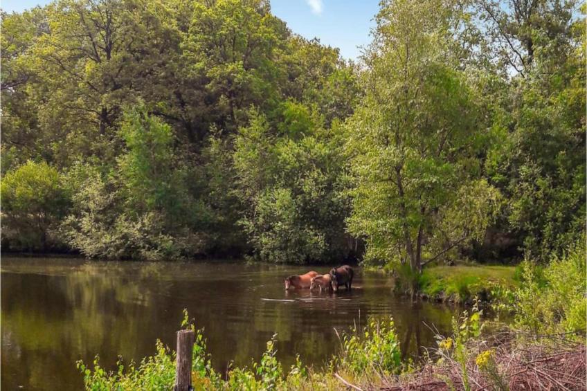 Vakantiepark Weerterbergen 11 - foto 31