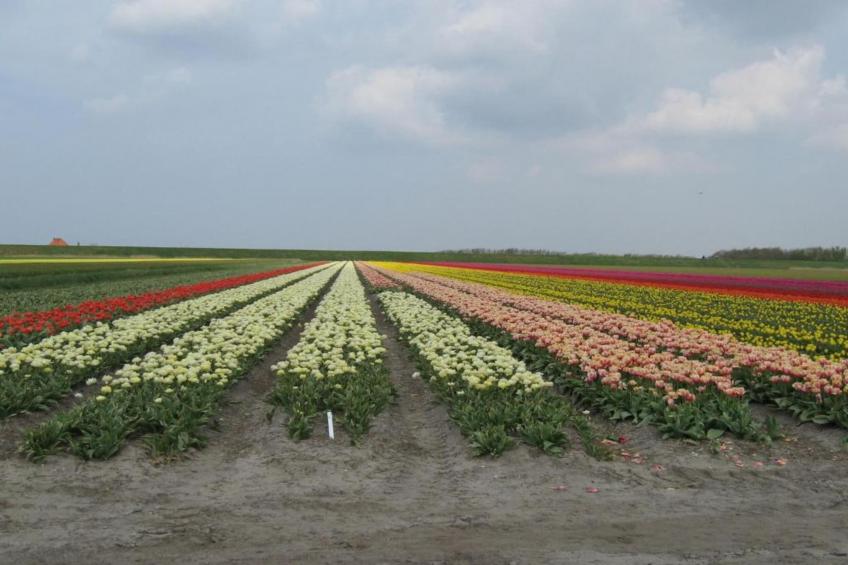 Hoeve Stolpwijk - foto 36