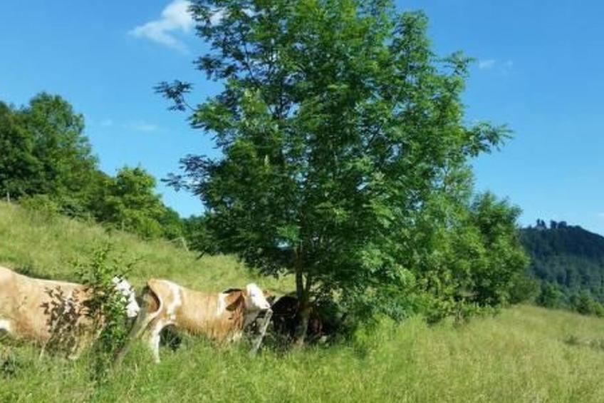 Ferienwohng. Susanne - foto 25