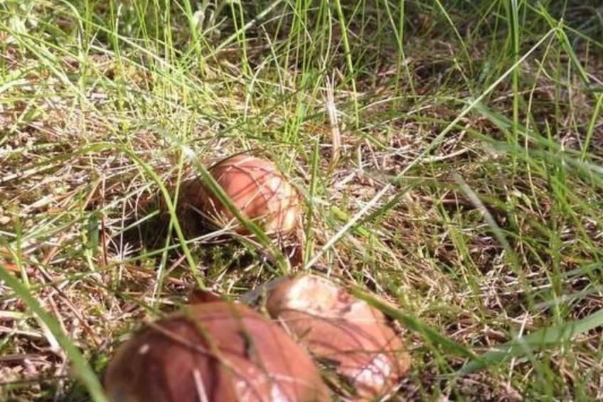 Ferienvilla "Willa Vinci Rozewie" - foto 8