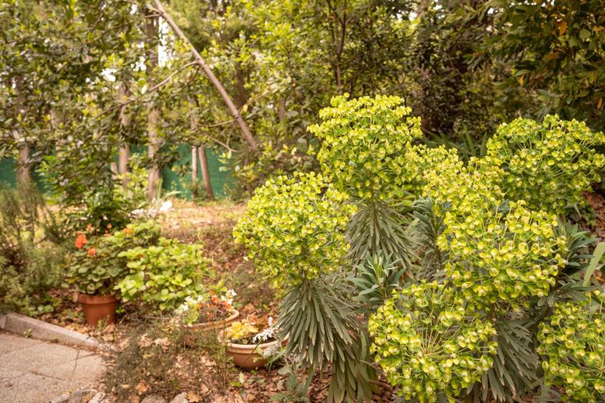 Tiny house Laurel - 70 Meter vom Strand entfernt - foto 14