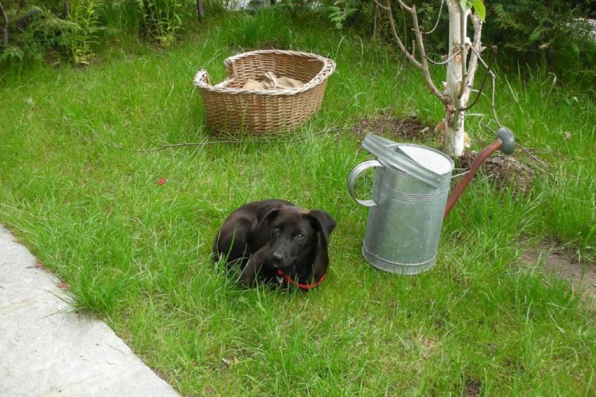 mit Bergblick - foto 5