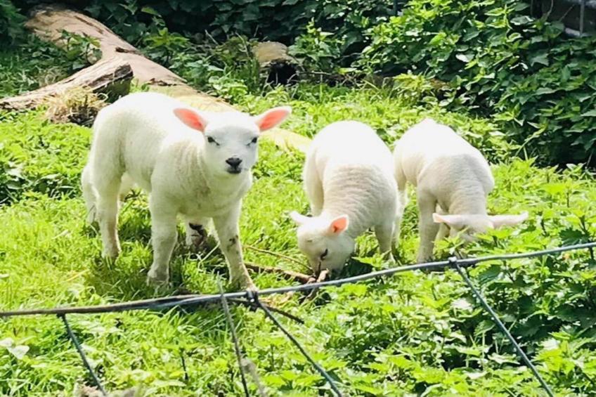 Ruyghe Hoeck 4 - foto 17