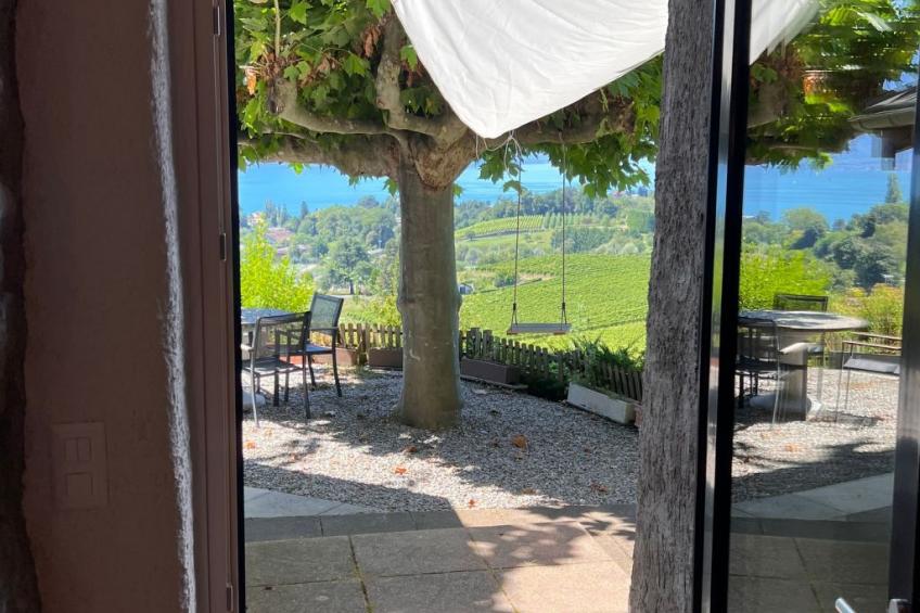 Vigneronne, Vigne - foto 12